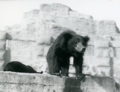 Ein Lippenbär schaut von seinem Gehege vor den Mappin Terraces, London Zoo, September 1914 von Frederick William Bond